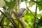 Zebra finch (Taeniopygia guttata)