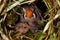 Zebra Finch Taeniopygia guttata,children in bird nest