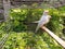 Zebra finch and which finch bird male female pair