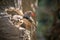 Zebra finches bird is sitting on a branch on a tree among leaves.