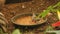 Zebra finches (Taeniopygia guttata)