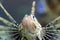 Zebra fish, or striped lionfish Pterois volitans