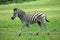 Zebra foal