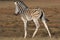 Zebra Foal