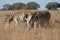 ZEBRA FOAL BETWEEN ADULTS