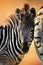 Zebra foal close-up standing close to the female