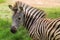 Zebra Foal Colt Summer
