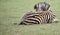 Zebra foal Cotswold Wild life park