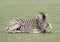 Zebra foal Cotswold Wild life park