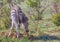 A zebra foal eats dirt to supplement its diet