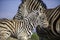 Zebra foal with family, tender moment, loving caring