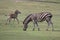 Zebra with foal grazing in the meadow