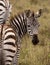 Zebra foal looking back at viewer