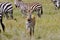 Zebra foal on the Serengeti plains, Tanzania