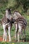 Zebra Foals