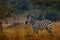 Zebra forest. Zebra with yellow golden grass. Burchell`s zebra, Equus quagga burchellii, Nxai Pan National Park, Botswana, Africa