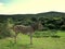 Zebra in Forrest Africa