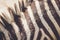 Zebra fur closeup in vintage setting