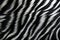 Zebra fur texture. Striped black white fluffy zebra fur. Close-up. Copy space. Soft cozy wool. Warm blanket, carpet, rug