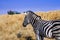 Zebra game drive vehicle 10