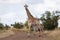 Zebra Giraffe_7639