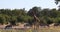 Zebra and giraffe in bush, Botswana Africa wildlife