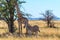 Zebra and Giraffe getting some shade on the savannah of Etosha National Park, Namibia, Africa