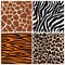 Zebra, giraffe and leopard patterns