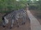 Zebra with giraffes following in Zambia