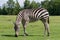 Zebra is going through the grass field