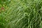 Zebra grass ( Miscanthus sinensis \\\'Zebrinus\\\' ).