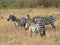 Zebra in the grass nature habitat