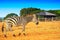 Zebra in the grassland