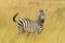 Zebra on grassland in Africa