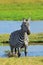 Zebra on grassland in Africa