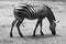 a zebra grazes alone in a field