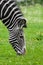 Zebra grazes on bright green grass, a peppy plump striped horse closeup
