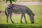 The zebra grazes on the grass