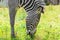 Zebra grazes in the meadow.