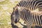 Zebra grazes on wild grass in sandy soil in a vintage setting