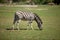 Zebra grazing