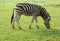 Zebra Grazing