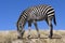 Zebra grazing