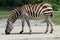 Zebra grazing