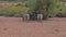 Zebra Grazing The Dry Grass In The Wilderness Of The African Savannah