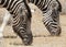 Zebra grazing in etosha