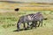 Zebra grazing in the flowering savannah
