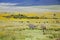 Zebra grazing in the flowering savannah