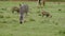 Zebra grazing on a grass