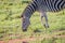 Zebra grazing from a grass patch